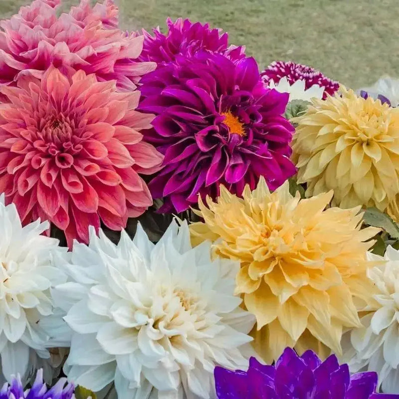 Dahlia BRIGHT Mix ( Tuber ) Blooms Summer to fall - Caribbean garden seed