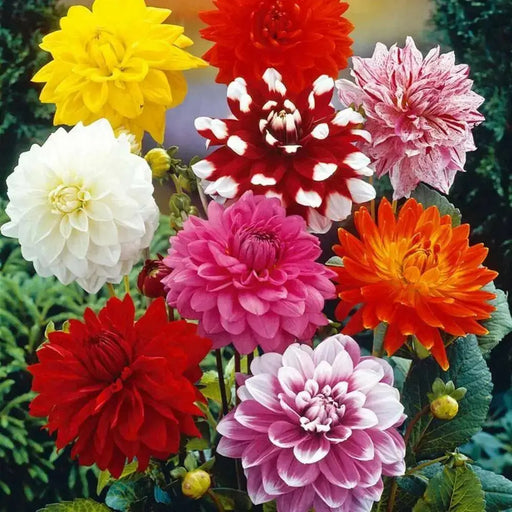 Dahlia BRIGHT Mix ( Tuber ) Blooms Summer to fall - Caribbean garden seed
