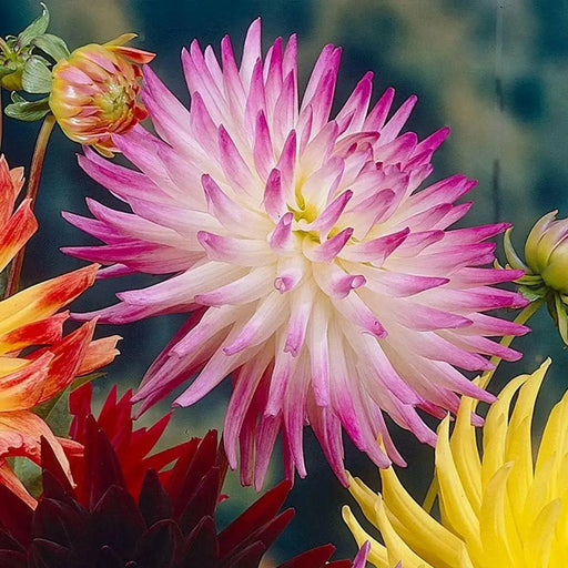 Dahlia Cactus  Dutch Explosion (tuber) PERENNIAL FLOWERS - Caribbean garden seed