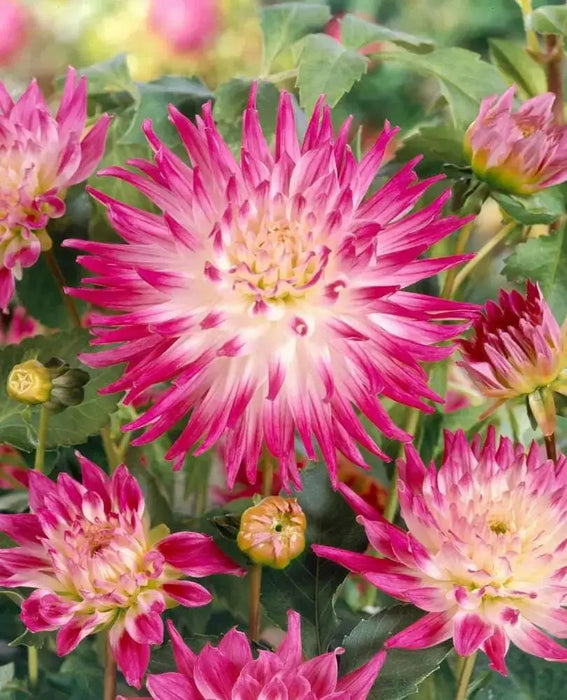 Dahlia Cactus  Dutch Explosion (tuber) PERENNIAL FLOWERS - Caribbean garden seed