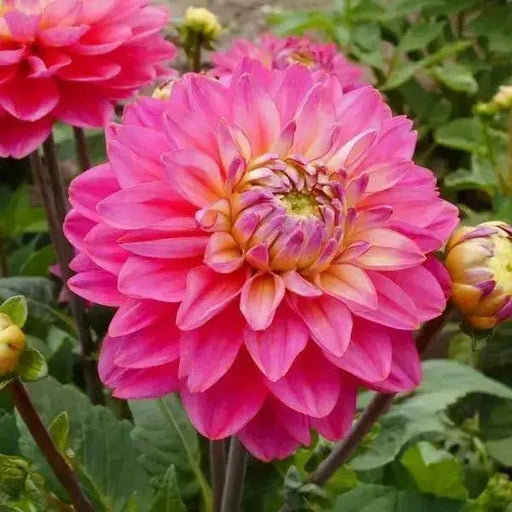 Dahlia ALLEGRO ( Tuber) SUMMER Flowers - Caribbean garden seed