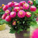 Dahlia ALLEGRO ( Tuber) SUMMER Flowers - Caribbean garden seed