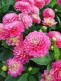 Dahlia ALLEGRO ( Tuber) SUMMER Flowers - Caribbean garden seed