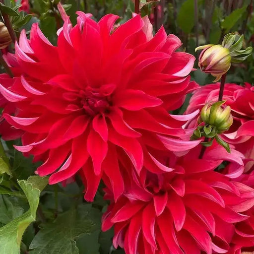 Dahlia 'Red Labyrinth (Tuber) Great Cut Flowers, - Caribbean garden seed