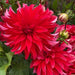 Dahlia 'Red Labyrinth (Tuber) Great Cut Flowers, - Caribbean garden seed