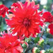 Dahlia 'Red Labyrinth (Tuber) Great Cut Flowers, - Caribbean garden seed
