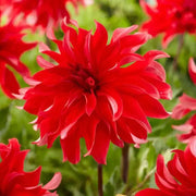 Dahlia 'Red Labyrinth (Tuber) Great Cut Flowers, - Caribbean garden seed