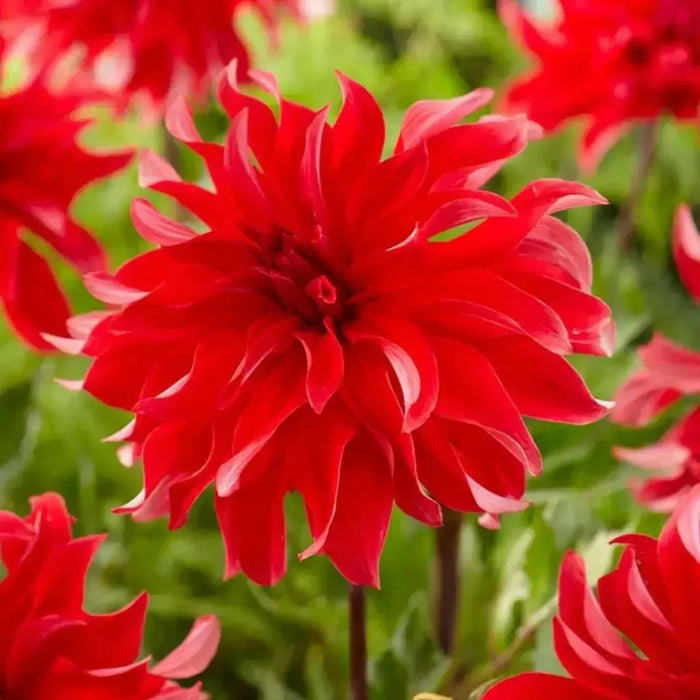 Dahlia 'Red Labyrinth (Tuber) Great Cut Flowers, - Caribbean garden seed