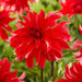 Dahlia 'Red Labyrinth (Tuber) Great Cut Flowers, - Caribbean garden seed