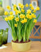 Daffodil Tete-a-Tete Bulbs ,fall planting - Caribbean garden seed