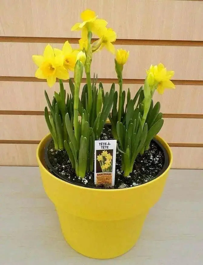 Daffodil Tete-a-Tete Bulbs ,fall planting - Caribbean garden seed