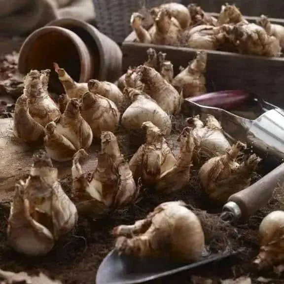 Daffodil Tete-a-Tete Bulbs ,fall planting - Caribbean garden seed