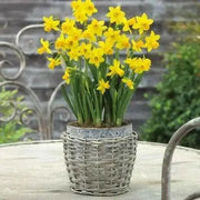 Daffodil Tete-a-Tete Bulbs ,fall planting - Caribbean garden seed