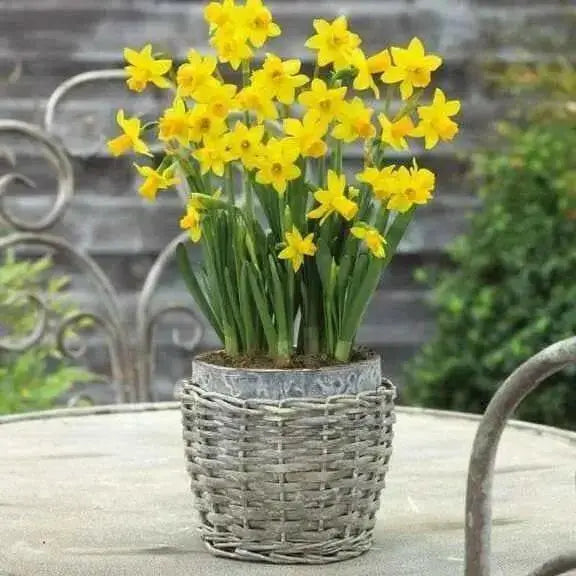 Daffodil Tete-a-Tete Bulbs ,fall planting - Caribbean garden seed