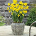 Daffodil Tete-a-Tete Bulbs ,fall planting - Caribbean garden seed