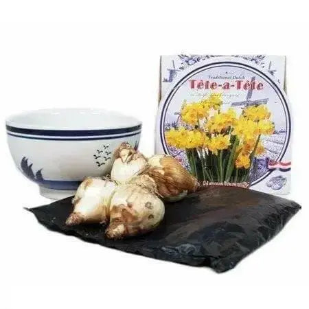 Daffodil Indoor Growing Kit with Delft Ceramic Bowl, 5 Bulbs - Caribbean garden seed