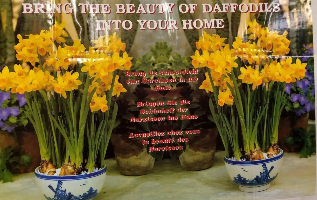 Daffodil Indoor Growing Kit with Delft Ceramic Bowl, 5 Bulbs - Caribbean garden seed