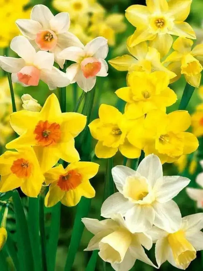 Daffodil Indoor Growing Kit with Delft Ceramic Bowl, 5 Bulbs - Caribbean garden seed