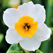 Daffodil Indoor Growing Kit with Delft Ceramic Bowl, 5 Bulbs - Caribbean garden seed