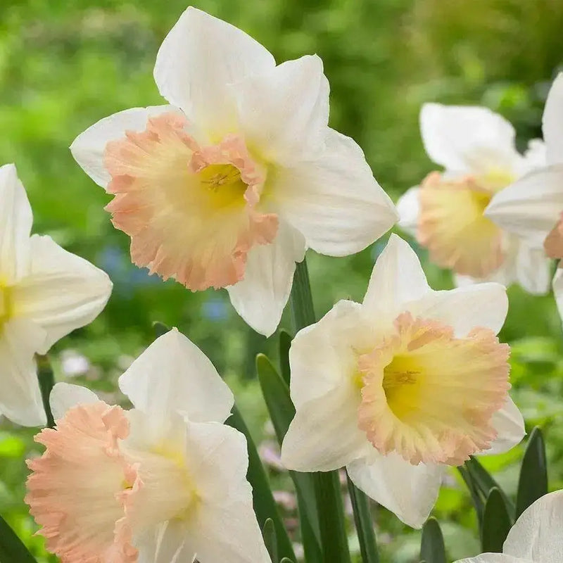 Daffodil Indoor Growing Kit with Delft Ceramic Bowl, 5 Bulbs - Caribbean garden seed