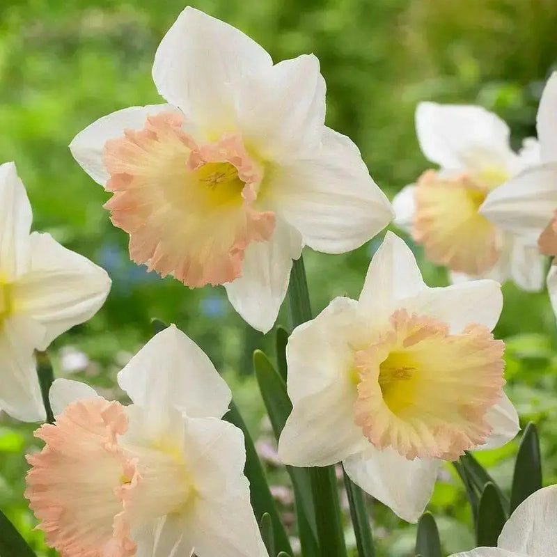 Daffodil Indoor Growing Kit with Delft Ceramic Bowl, 5 Bulbs - Caribbean garden seed