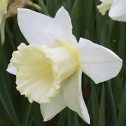 Daffodil Indoor Growing Kit with Delft Ceramic Bowl, 5 Bulbs - Caribbean garden seed
