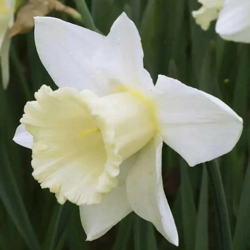 Daffodil Indoor Growing Kit with Delft Ceramic Bowl, 5 Bulbs - Caribbean garden seed