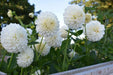Dahlia ball '‘Boom Boom White’ '  ( 2 Tuber/Plant ) Giant Flowers, Great Cut Flowers - Caribbean garden seed