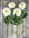 Dahlia ball '‘Boom Boom White’ '  ( 2 Tuber/Plant ) Giant Flowers, Great Cut Flowers - Caribbean garden seed