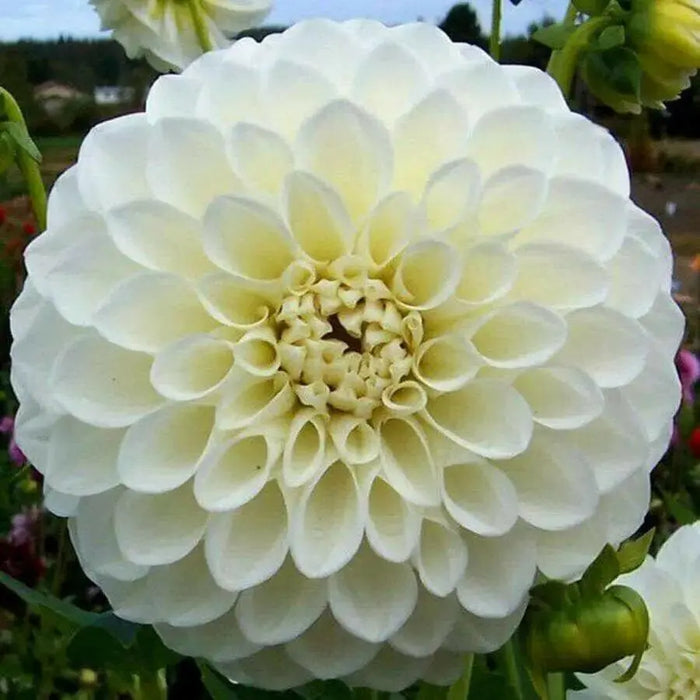 Dahlia ball '‘Boom Boom White’ '  ( 2 Tuber/Plant ) Giant Flowers, Great Cut Flowers - Caribbean garden seed