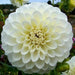 Dahlia ball '‘Boom Boom White’ '  ( 2 Tuber/Plant ) Giant Flowers, Great Cut Flowers - Caribbean garden seed