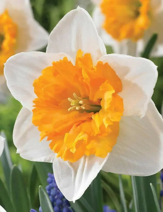 Daffodil Virginia Sunrise' , Bulbs size 15/17 cm - Caribbean garden seed