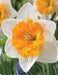Daffodil Virginia Sunrise' , Bulbs size 15/17 cm - Caribbean garden seed