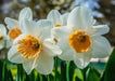 Daffodil Virginia Sunrise' , Bulbs size 15/17 cm - Caribbean garden seed