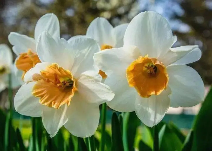 Daffodil Virginia Sunrise' , Bulbs size 15/17 cm - Caribbean garden seed