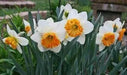 Daffodil Virginia Sunrise' , Bulbs size 15/17 cm - Caribbean garden seed