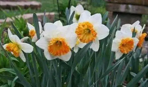 Daffodil Virginia Sunrise' , Bulbs size 15/17 cm - Caribbean garden seed