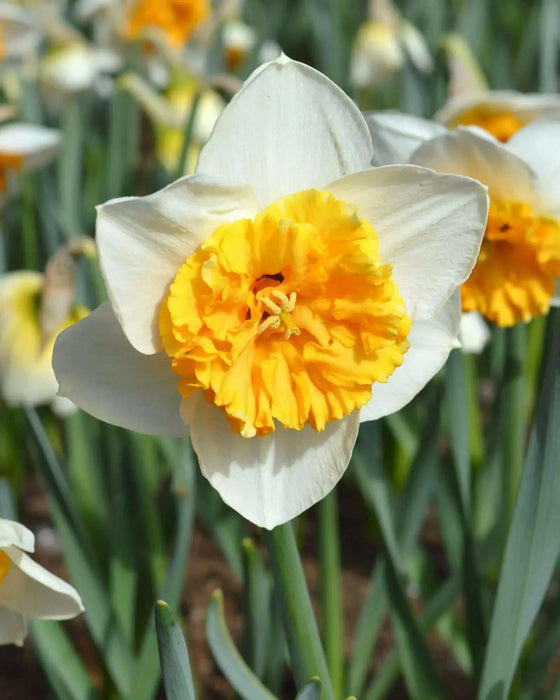 Daffodil Virginia Sunrise' , Bulbs size 15/17 cm - Caribbean garden seed