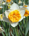 Daffodil Virginia Sunrise' , Bulbs size 15/17 cm - Caribbean garden seed
