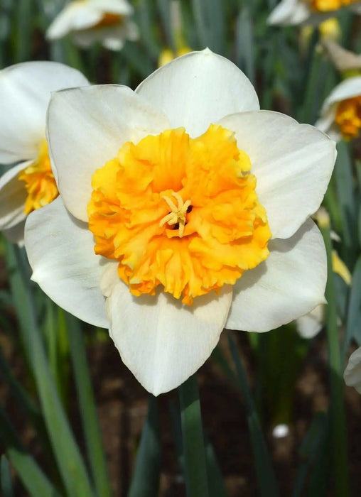 Daffodil Virginia Sunrise' , Bulbs size 15/17 cm - Caribbean garden seed