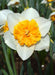 Daffodil Virginia Sunrise' , Bulbs size 15/17 cm - Caribbean garden seed