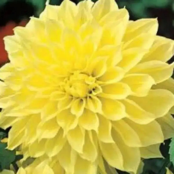 Dahlia  American SUN (tubers) PERENNIAL FLOWERS - Caribbean garden seed