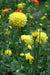 Dahlia  American SUN (tubers) PERENNIAL FLOWERS - Caribbean garden seed