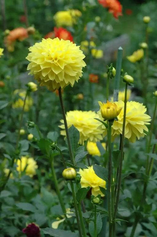 Dahlia  American SUN (tubers) PERENNIAL FLOWERS - Caribbean garden seed