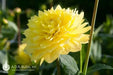 Dahlia  American SUN (tubers) PERENNIAL FLOWERS - Caribbean garden seed
