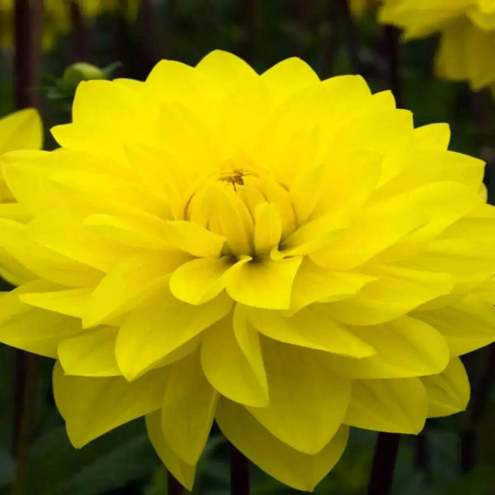 Dahlia  American SUN (tubers) PERENNIAL FLOWERS - Caribbean garden seed