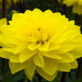 Dahlia  American SUN (tubers) PERENNIAL FLOWERS - Caribbean garden seed