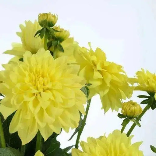 Dahlia Darlin YELLOW( STARTER PLANT) SUMMER Flowers - Caribbean garden seed