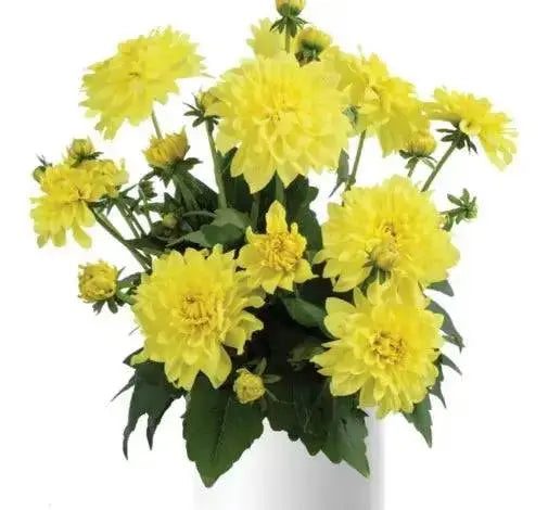 Dahlia Darlin YELLOW( STARTER PLANT) SUMMER Flowers - Caribbean garden seed