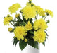 Dahlia Darlin YELLOW( STARTER PLANT) SUMMER Flowers - Caribbean garden seed